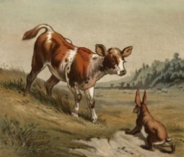 How does a cow catch a hare?