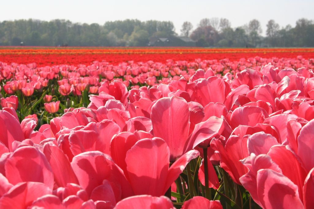 Dutch spring tulips