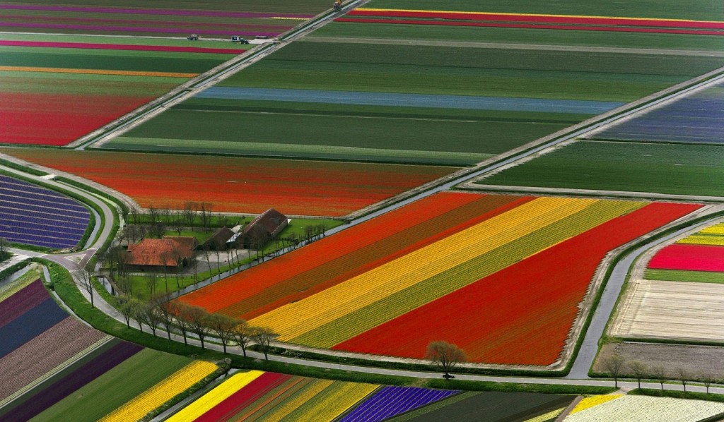 Dutch spring tulip fields netherlands