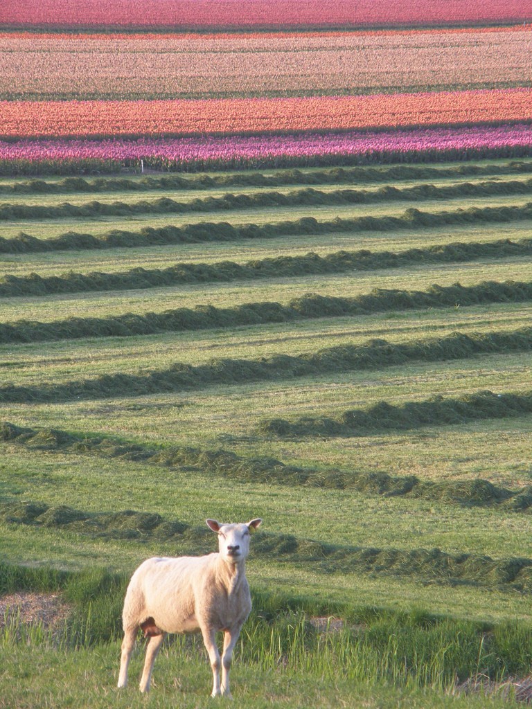 Sheep tulips spring netherlands