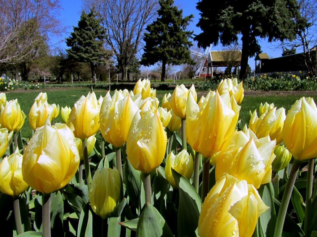 Dutch tulips spring netherlands