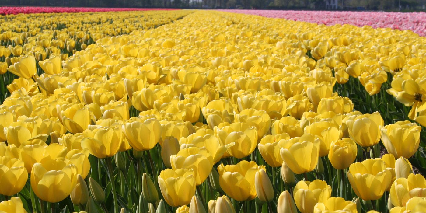 12 examples why Dutch spring is one of a kind