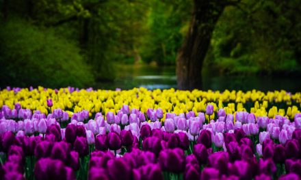 Marvelous Springtime in the Netherlands: A Traveler’s Guide to the Best Seasonal Activities