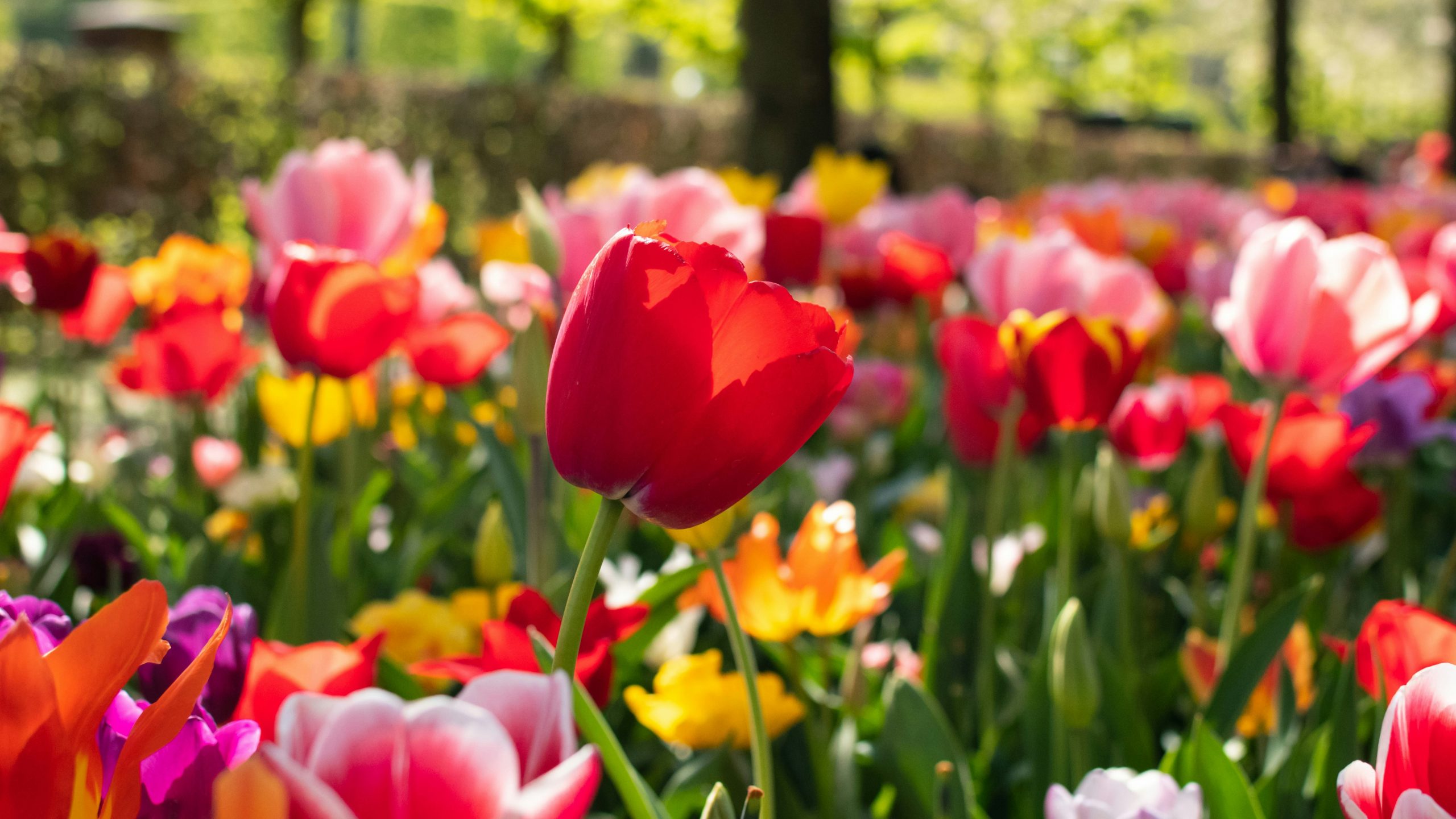 m-ashraful-alam--nLQy1FLlps-unsplash